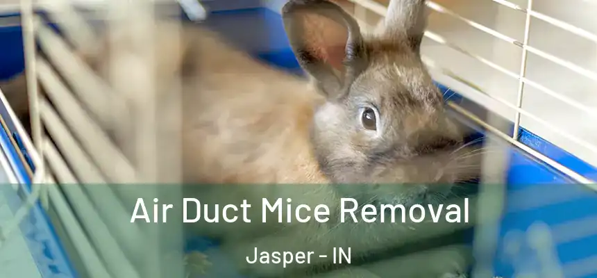 Air Duct Mice Removal Jasper - IN